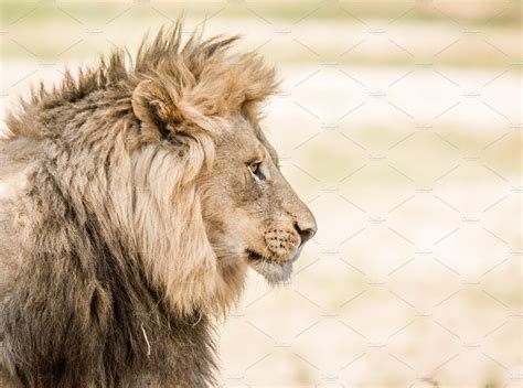 Side Profile Of A Lion High Quality Animal Stock Photos ~ Creative Market
