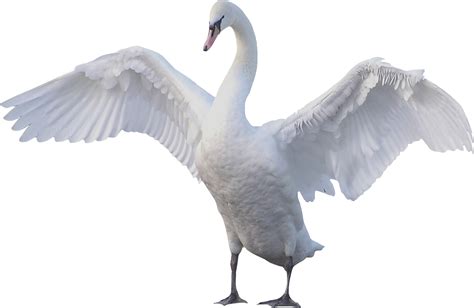 Swan Png Transparent Image Download Size 1946x1268px