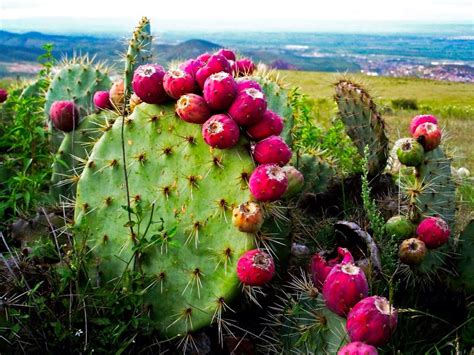 Steamaker Prickly Pear Cactus Cactus Flower Cactus Benefits