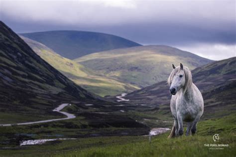 Highland Pony — The Pixel Nomad