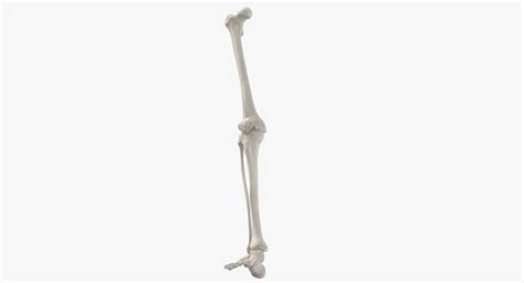 3d Model Human Leg Bones Anatomy Turbosquid 1555191