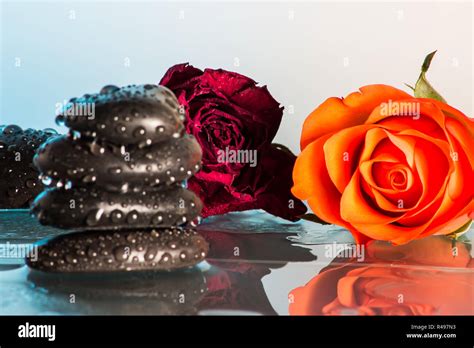 Flowers With Black Stones Stock Photo Alamy