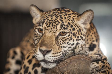 Big Cats Jaguars Whiskers Glance Animals Jaguar Wallpapers Hd