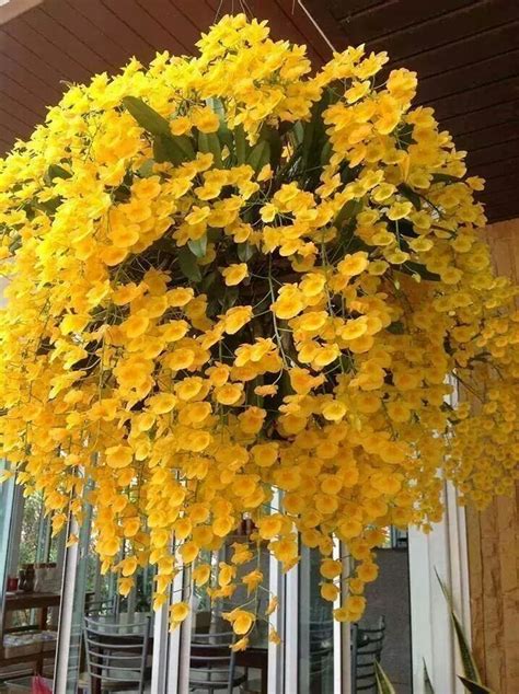 Great Yellow Trailing Flowers For Hanging Baskets Phalaenopsis Orchids