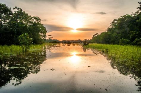 River In The Amazon Rainforest At Dusk Peru South America Stock Image