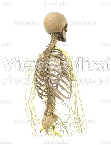 Viewmedica Stock Art Skull Spinal Column And Rib Cage With Nerves My
