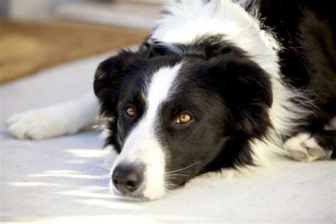 Black And White Australian Shepherd Facts Pictures Origin And History
