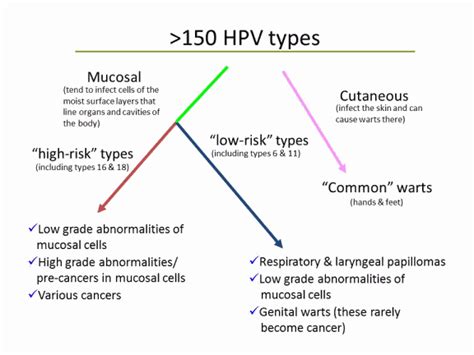 Hpv And Hpv Testing Diagnosing Hpv Oral Sex And Hpv Lloydspharmacy