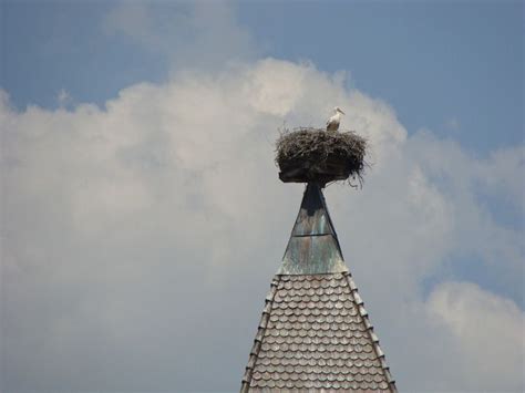 Gigantic Birds Nest On Church Steeple Right In The Center Of Town In