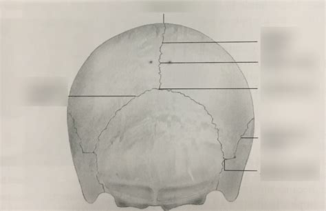 Posterior View Of Skull Sutures Diagram Quizlet