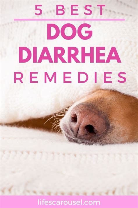 Dog Diarrhea Home Remedies 5 Best Fast Acting Remedies Dog Diarrhea