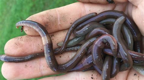 Invasive Jumping Worms Damage Us Soil And Threaten Forests