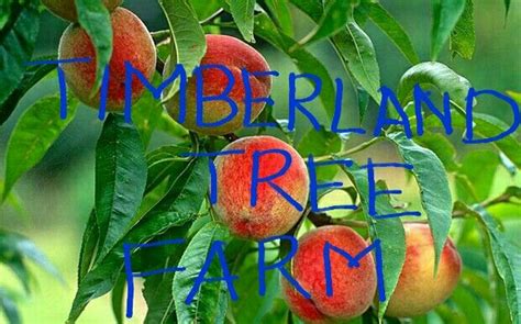 We would love to hear from you. Save money, get your trees directly from the farm ...