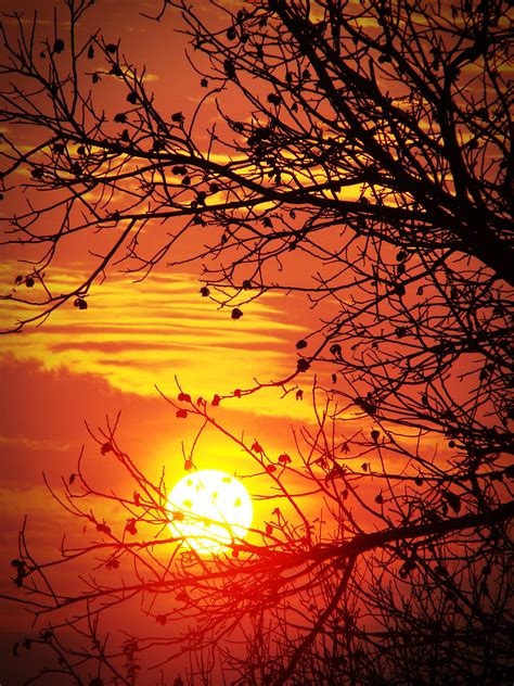 Free Images Tree Branch Silhouette Sun Sunrise Sunset Sunlight