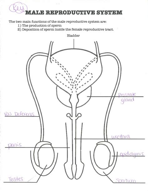 Parts Of Male Reproductive Organs Male Reproductive System — Depicta