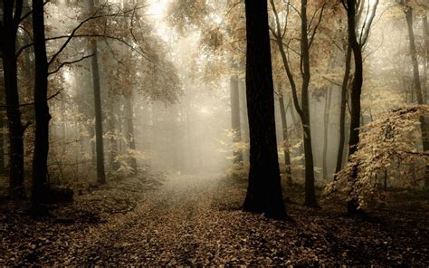 Tapety Slunečnímu Záření Stromy Krajina Les Podzim Listy Temný