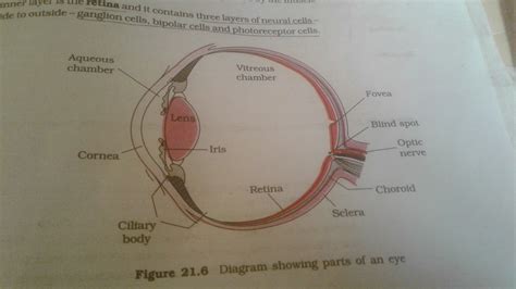 Can anyone pls help me with an eye (fully labelled)diagram ...