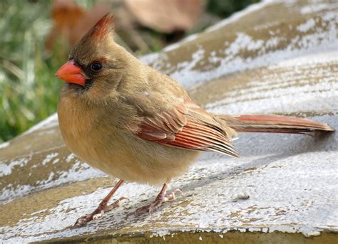 Female Northern Cardinal This Female Northern Cardinal Kep Flickr