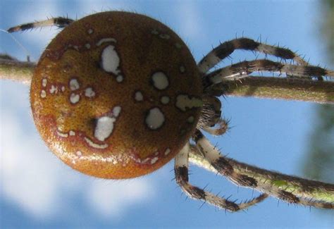 Have You Spotted The Four Spot Orb Weaver Spider • Northumberland