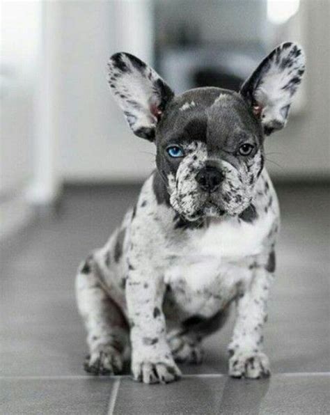 99 Gray And White French Bulldog Puppy L2sanpiero