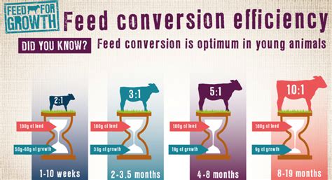 Calf Health Series Why Feed Conversion Efficiency Is Highest During