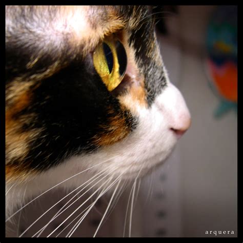 Cat Eye Emi Yañez Flickr