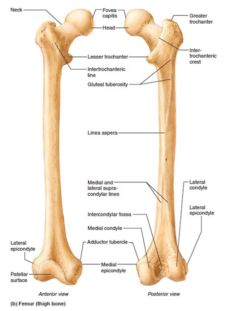 The bones of the leg are the femur, tibia, fibula and patella. The femur | Human anatomy and physiology, Human body ...