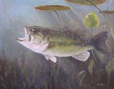 Largemouth Bass Wallpapers Wallpaper Cave