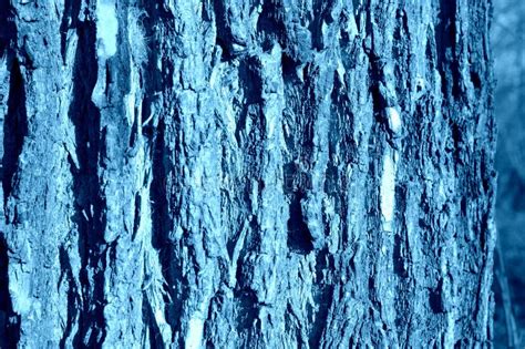 Texture Of The Bark Of An Old Tree Closeup Natural Background Blue