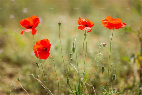 Flower Red Poppy Flowering High Quality Nature Stock Photos