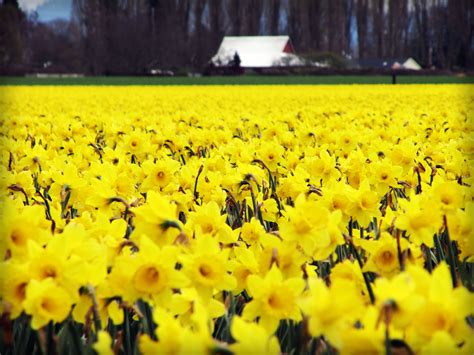 Field Of Daffodils That Reminds Me Of The Land Behind My Childhood Home