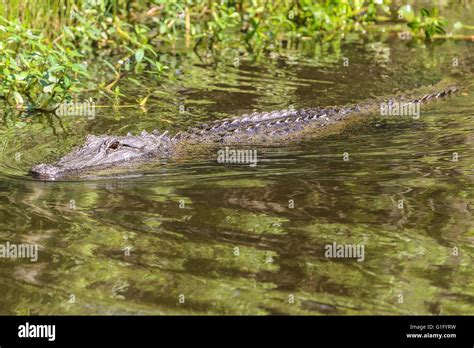 Alligator In A Louisana Swamp Stock Photo Alamy