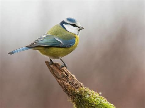 Blue Tit Bird Facts Cyanistes Caeruleus Bird Fact