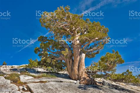 Juniperus Occidentalis Or Juniperus Grandis Western Juniper Sierra