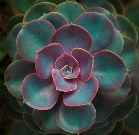 Green Succulent Plant In Close Up Photography · Free Stock Photo