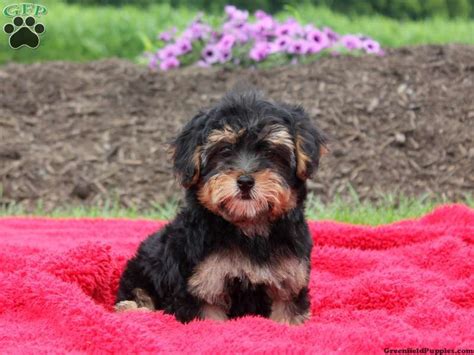 Lancaster puppies advertises puppies for sale in pa, as well as ohio, indiana, new york and other states. Buddy, Yorkie Poo puppy for sale in Christiana, Pa (With ...