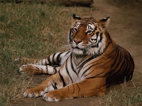 Tiger Tigerclan Photo 34588187 Fanpop