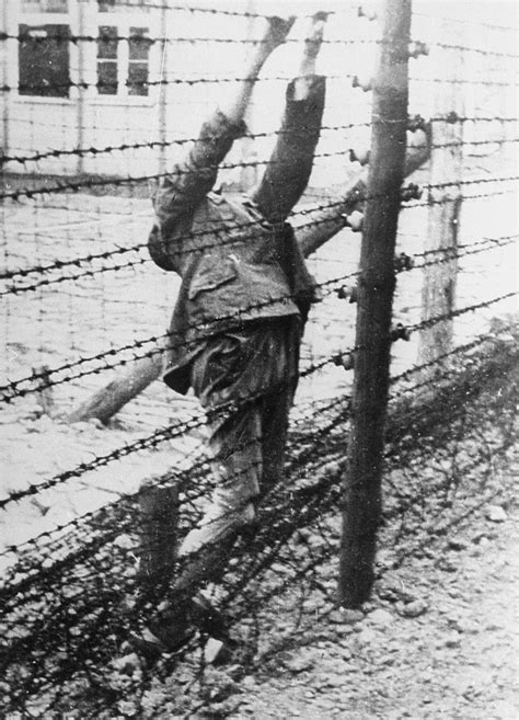 the body of a soviet prisoner of war who committed suicide on an electrified barbed wire fence