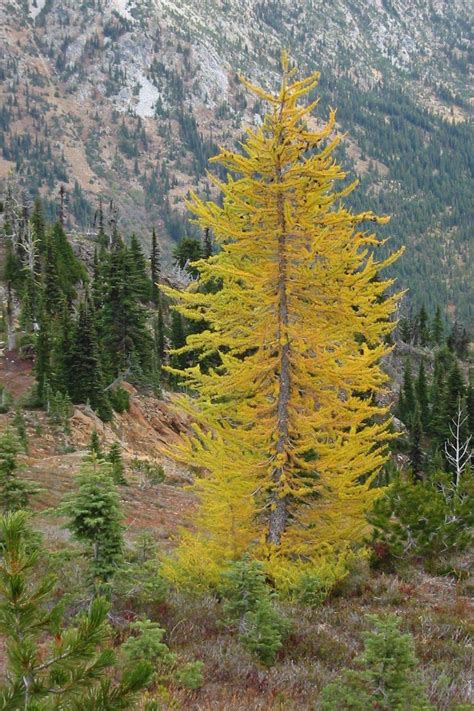 Pin By Amy Diebaren On Autumn 2b Larch Tree Conifer Trees Deciduous