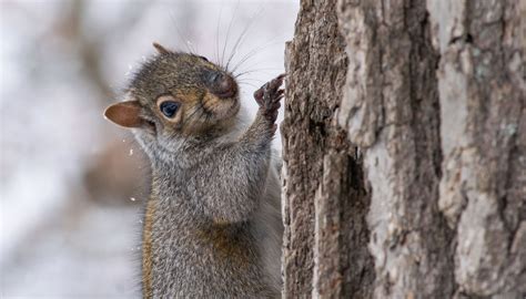 Seven Nutty Squirrel Facts Forest Preserves Of Cook County