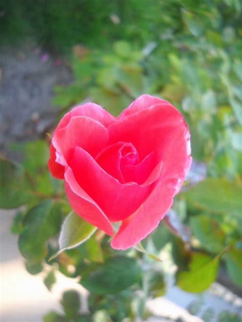 Hand arranged, love flowers delivered today including red all flowers tulips sunflowers roses plants orchids love & romance modern styles spring flowers custom photo vases best sellers send your significant other beautiful love flower arrangements. Beautiful Flowers (@ImanNaim3) | Twitter