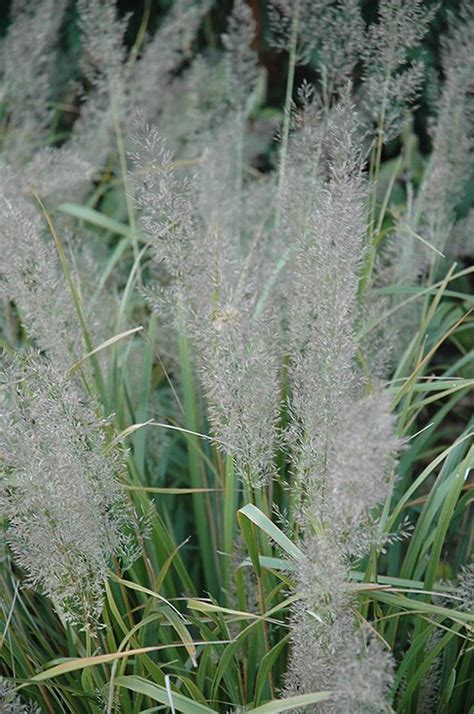 Korean Reed Grass Calamagrostis Brachytricha At Oakland Nurseries Inc