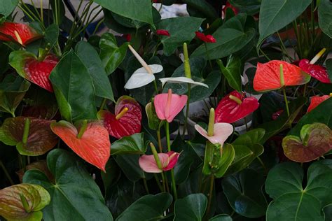 Best Indoor Flowering Plants Australia Better Homes And