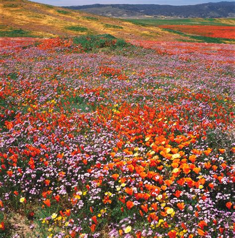 Californias Wildflower Blooms 27 Years Of Photos Track The Changing