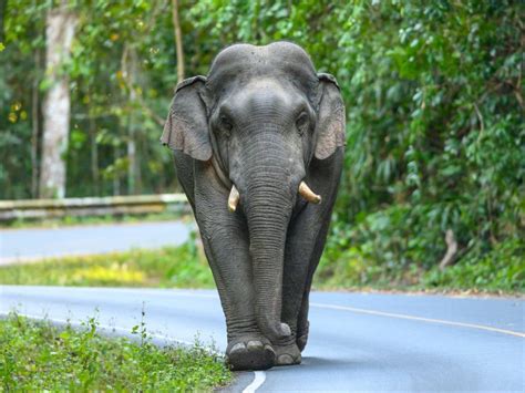 Elefante Mata Uma Mulher Idosa E Depois Volta Para Pisotear Seu Corpo