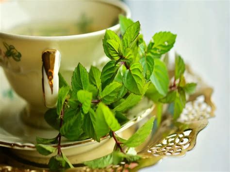 Вкусные и эффективные травяные отвары, которые помогут женщинам после ...