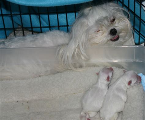 Question For Breeders Maltese Dogs Forum Spoiled Maltese Forums
