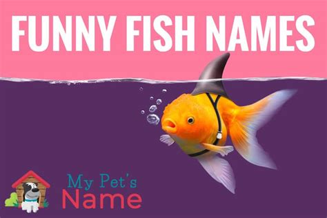 Funny Fish Names Punny Clever Names For Fish My Pet S Name