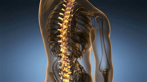 Anatomy Of Human Spine