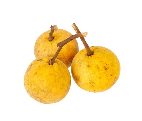 Santol Fruite Stock Photos Free And Royalty Free Stock Photos From